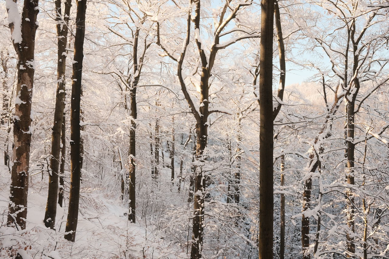 VIEW OF BARE TREES IN FOREST