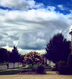 Trees against sky