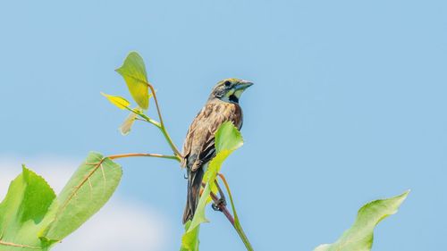 Low angle view of bird perching on plant against sky