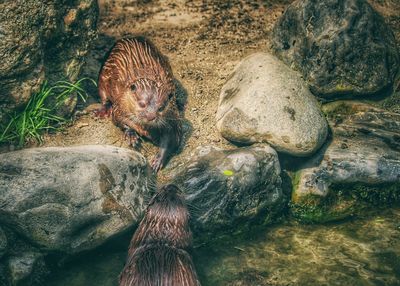 Close-up of duck on rock by water