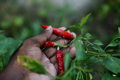 Close-up of hand holding red chili peppers