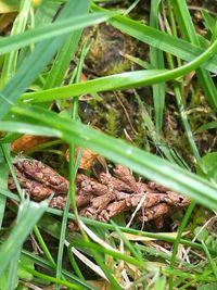 Close-up of grass growing on field