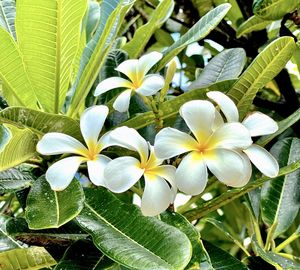 Close-up of white flowering plant