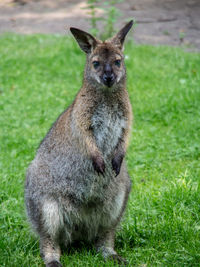 Close up of kangaroo