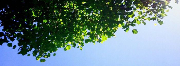 Low angle view of trees