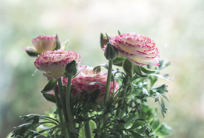 Close-up of pink flowering plant