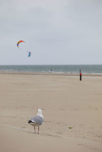 Bird on beach against sky