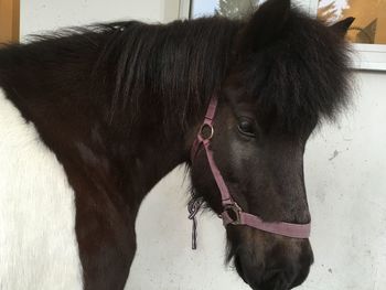 Close-up of a horse