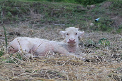 Portrait of sheep relaxing on field