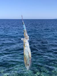 View of fish in sea against sky