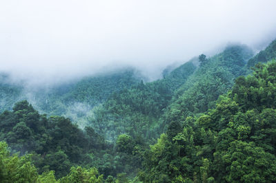 Scenic view of forest against sky during foggy weather