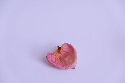 Close-up of apple against white background