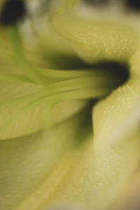 Full frame shot of yellow flower