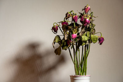 Close-up of plant in vase against wall