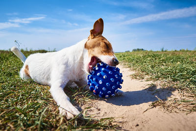Happy dog play with ball in the field in summer day. jack russel terrier dog playing outdoors