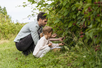 Father and daughter picking berries in orchard