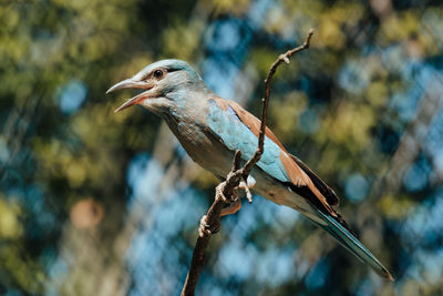 Close-up of bird perching on branch