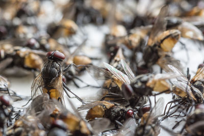 Close-up of dead flies on glue trapped