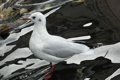 Close-up of bird