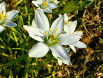 Close-up of white flower