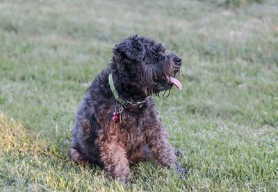 Dog on grassy field