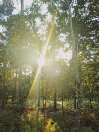 Sunlight streaming through trees in forest