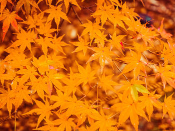 Close-up of orange maple leaves on plant during autumn