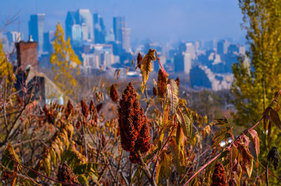 Autumn leaves against cityscape