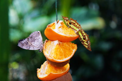 Close-up of butterfly on orange flower