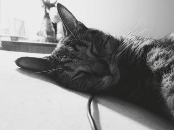 Close-up of a cat sleeping