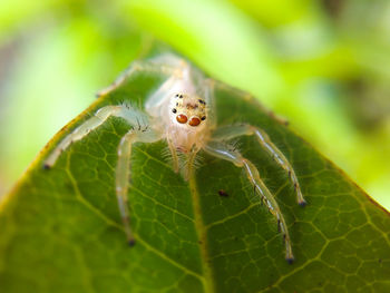 Close-up of spider on leaf