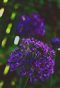 Close-up of purple flowering plant