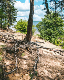 Trees growing on land against sky