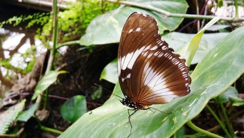 Close-up of butterfly on leaf