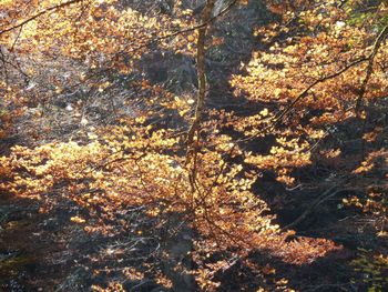 Close-up of tree in autumn