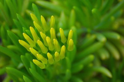 Close-up of yellow flowering plant