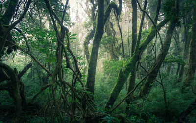 Scenic view of forest