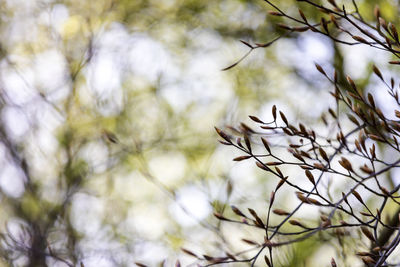 Low angle view of flowering plant