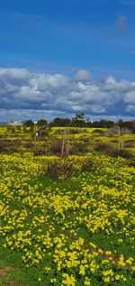 Scenic view of yellow flowering plants on field against sky