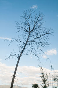 Low angle view of silhouette bare tree against blue sky