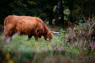 Highland cattle in forest