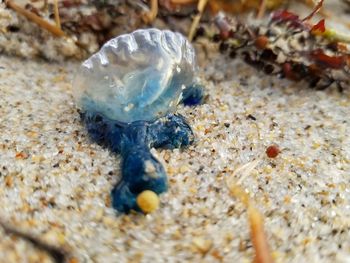 Close-up of crab on sand