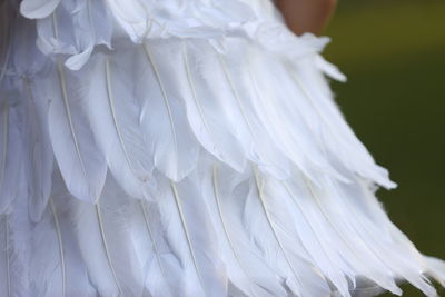 Close-up of white flowers
