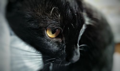 Close-up portrait of a cat