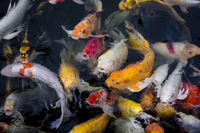 Koi fish, colorful fancy fish closeup swimming at pond.