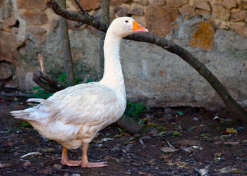 Lone white toulouse goose, 