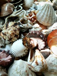 Full frame shot of seashells