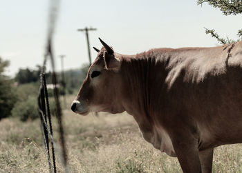 Brown cow looking through a fence 