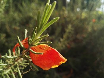 Close-up of butterfly on flower