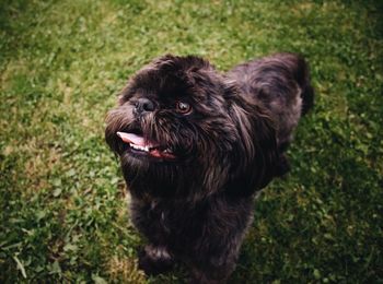 Close-up of dog sticking out tongue